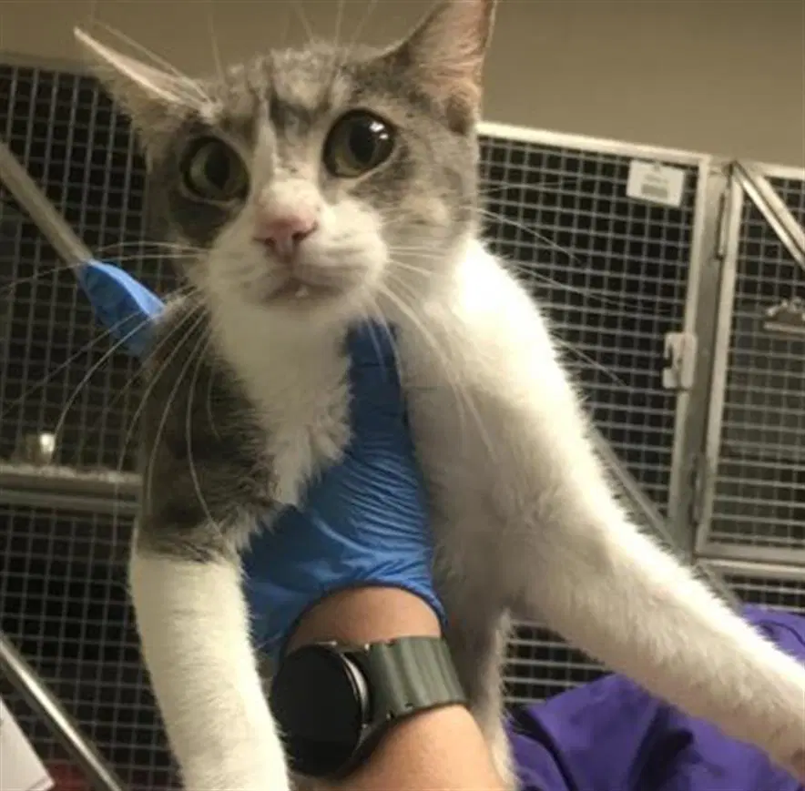 Luna - Domestic Short Hair
