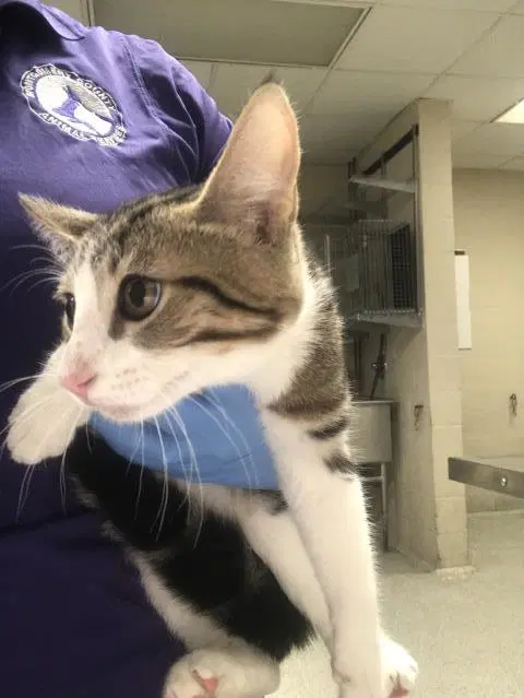 Oliver - Domestic Short Hair