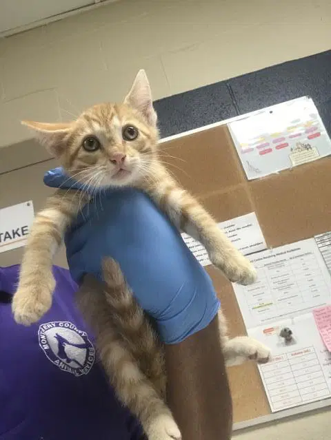 Nacho - Domestic Short Hair