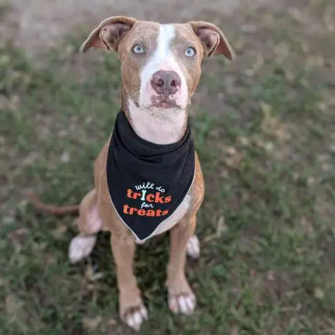 Parker - Pit Bull Terrier