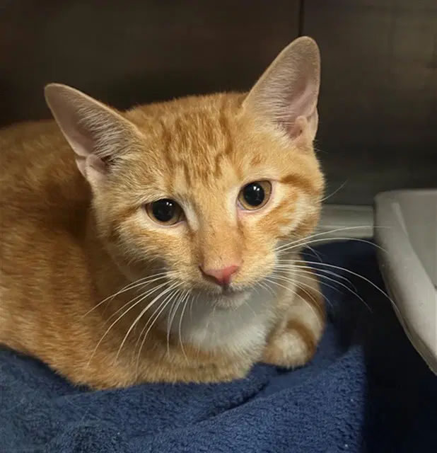 Oliver - Domestic Short Hair