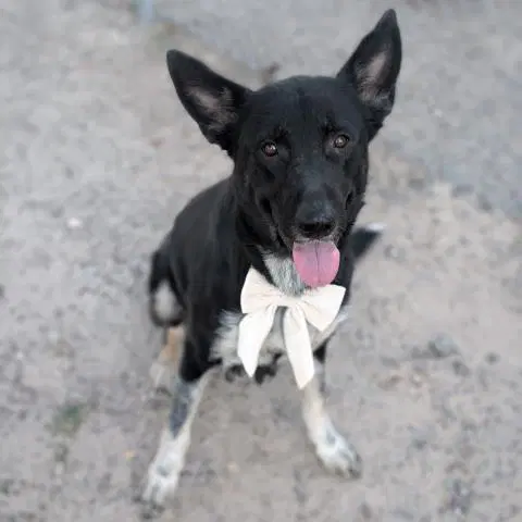 Julane - German Shepherd Dog