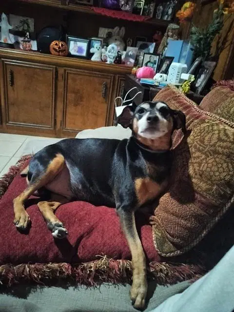 Bruce Wayne - Miniature Pinscher