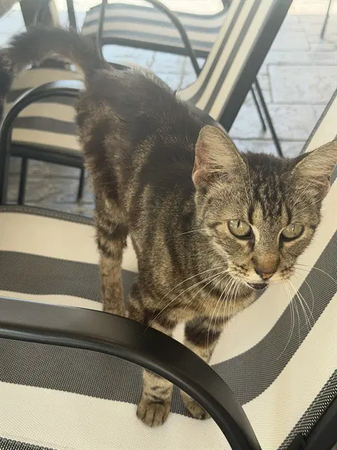 Mawmaw - Domestic Short Hair
