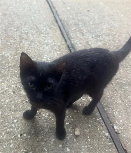 Oliver - Domestic Short Hair