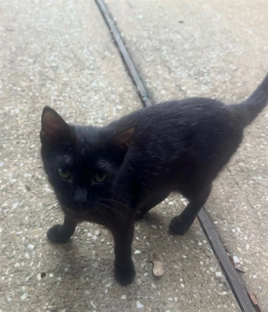 Oliver