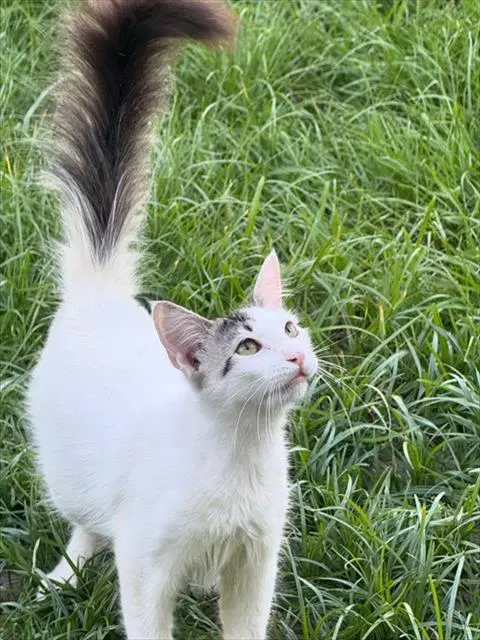 Barnaby - Domestic Medium Hair