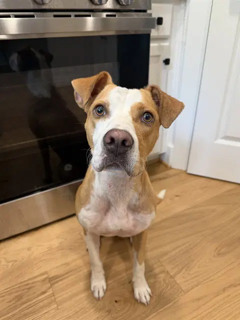 Jupiter - Boxer