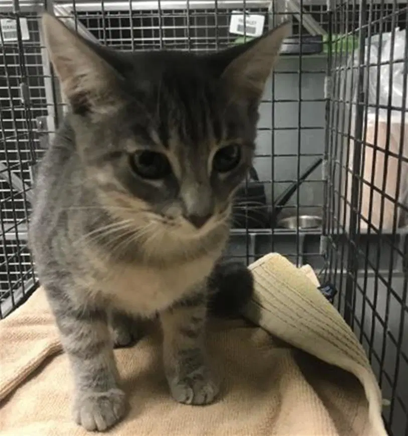 Diesel - Domestic Short Hair