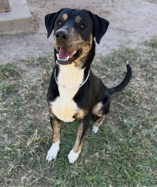 Charming - Border Collie