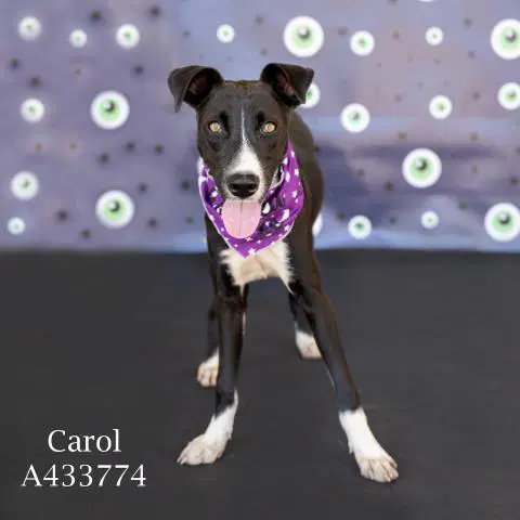 Carol - Collie