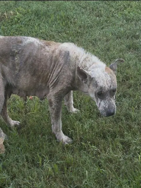 Frannie - Australian Cattle Dog/Blue Heeler