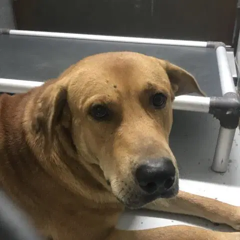 Andre - Labrador Retriever