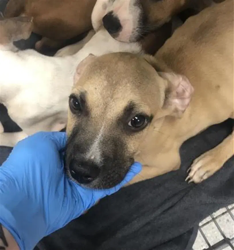 Alexander - Pit Bull Terrier