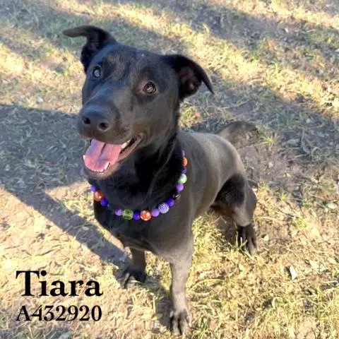 Tiara image 1