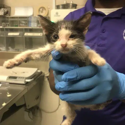 Oliver - Domestic Short Hair