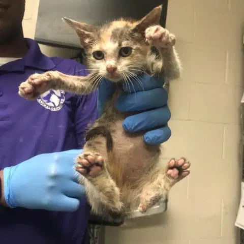 Barnaby - Domestic Short Hair