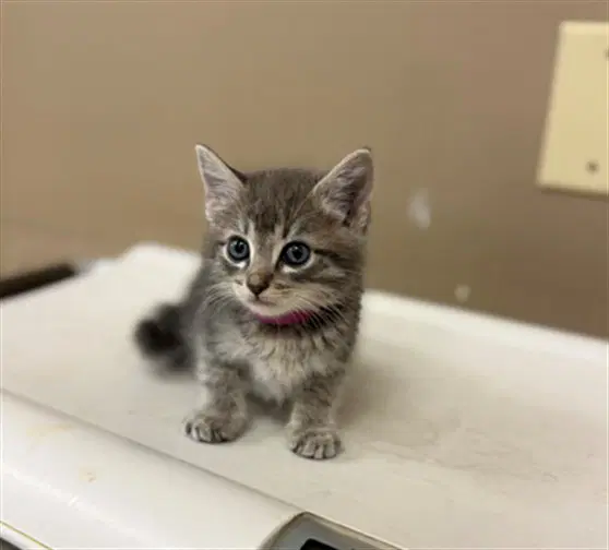 Felix - Domestic Medium Hair