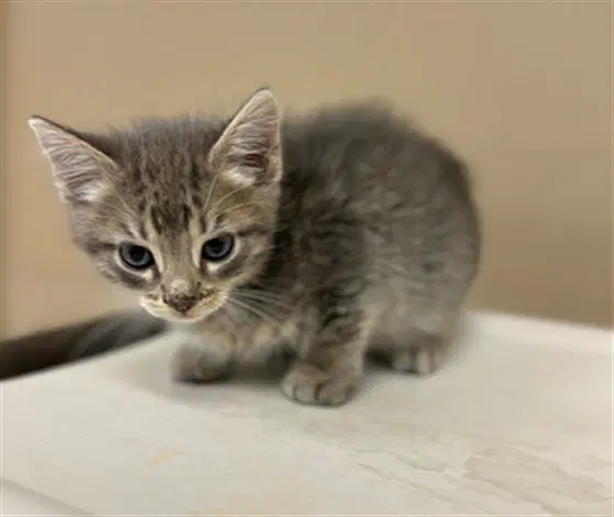 Angel - Domestic Medium Hair