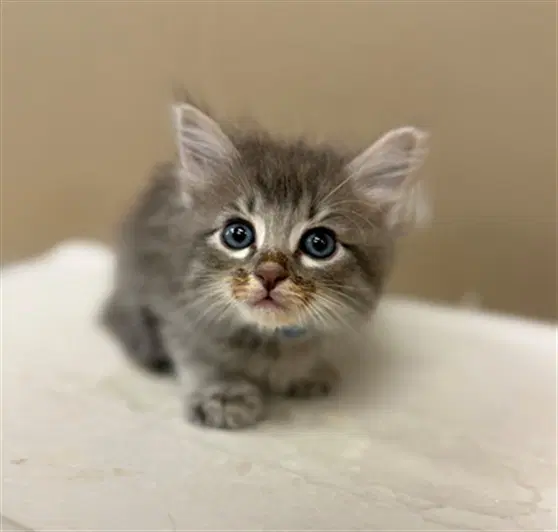 Buddy - Domestic Medium Hair