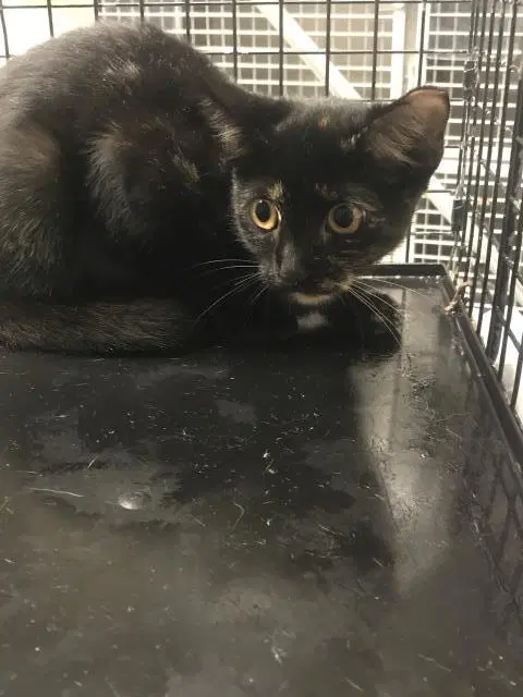 Luna - Domestic Short Hair