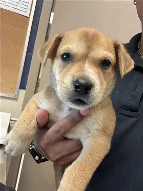 Max - Pit Bull Terrier