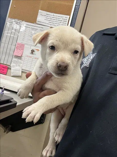Max - Pit Bull Terrier