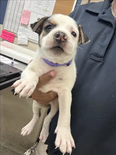 Max - Pit Bull Terrier