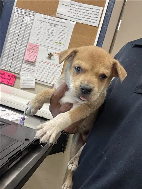 Max - Pit Bull Terrier