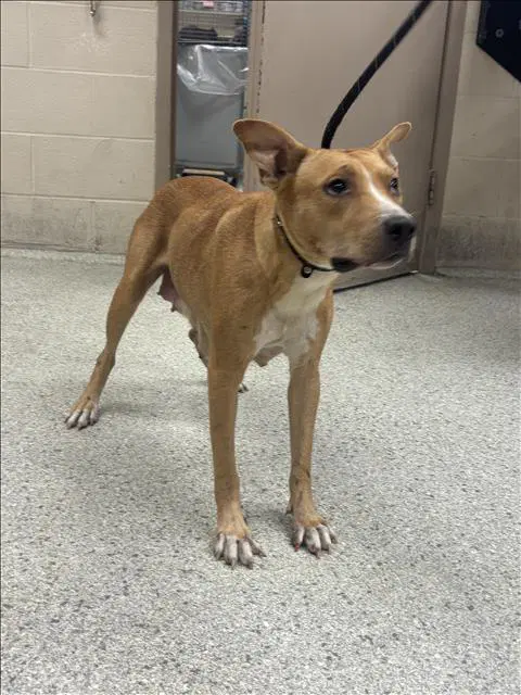 Max - Pit Bull Terrier
