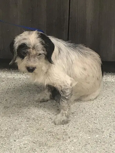 Dot - Cairn Terrier