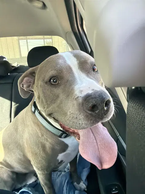 Broly - Pit Bull Terrier
