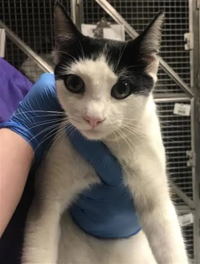 Felix - Domestic Short Hair