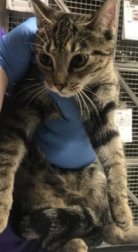 Luna - Domestic Short Hair
