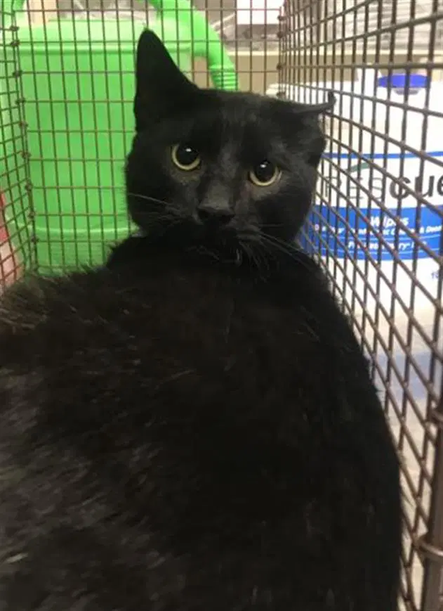Luna - Domestic Short Hair