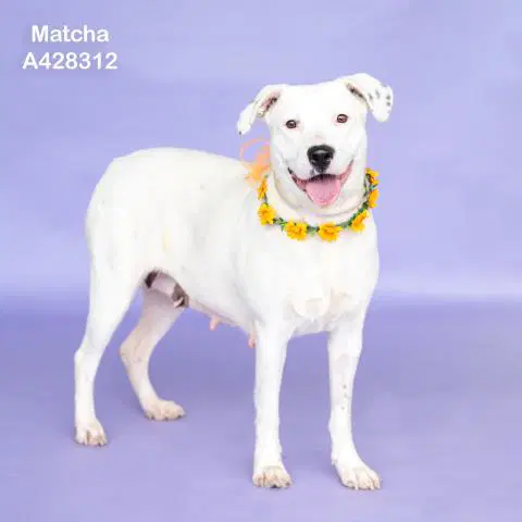 Matcha - Pit Bull Terrier