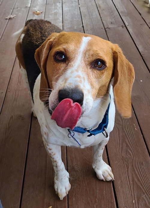 picture of the dog needing adoption