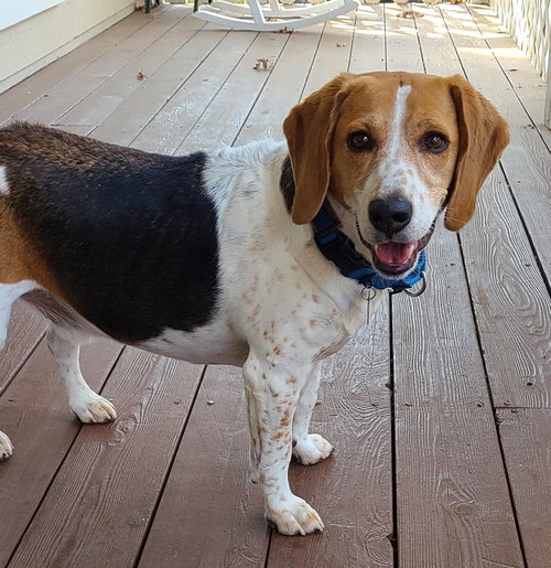 FREDDIE MERCURY - Beagle available for adoption