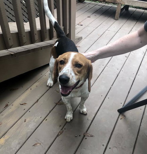 picture of the dog needing adoption