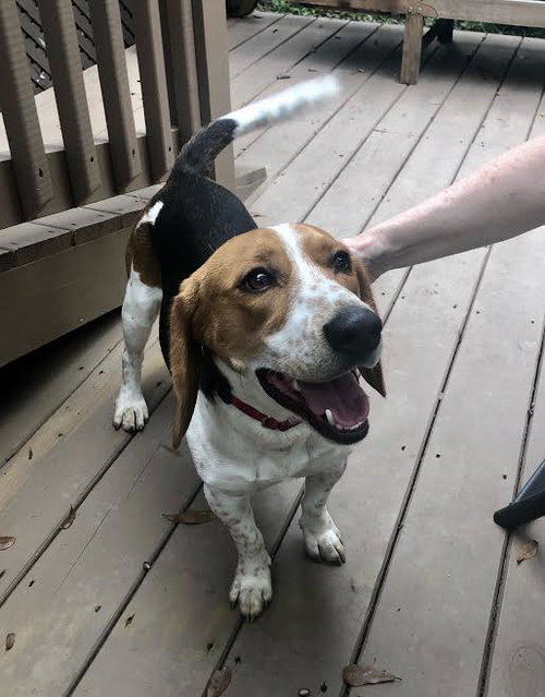 FREDDIE MERCURY - Beagle available for adoption