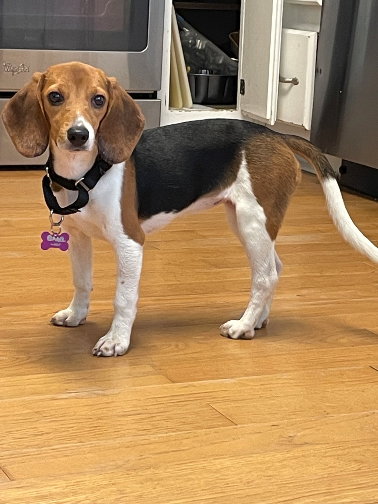 Dog for Adoption Bagel 2022, a Beagle in Trussville, AL Alpha Paw