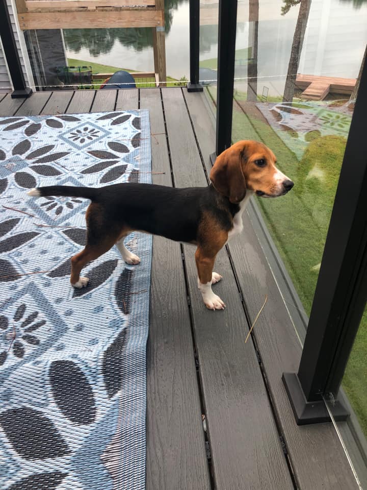 Dog for Adoption Pancake, a Beagle in Danielsville, GA Alpha Paw