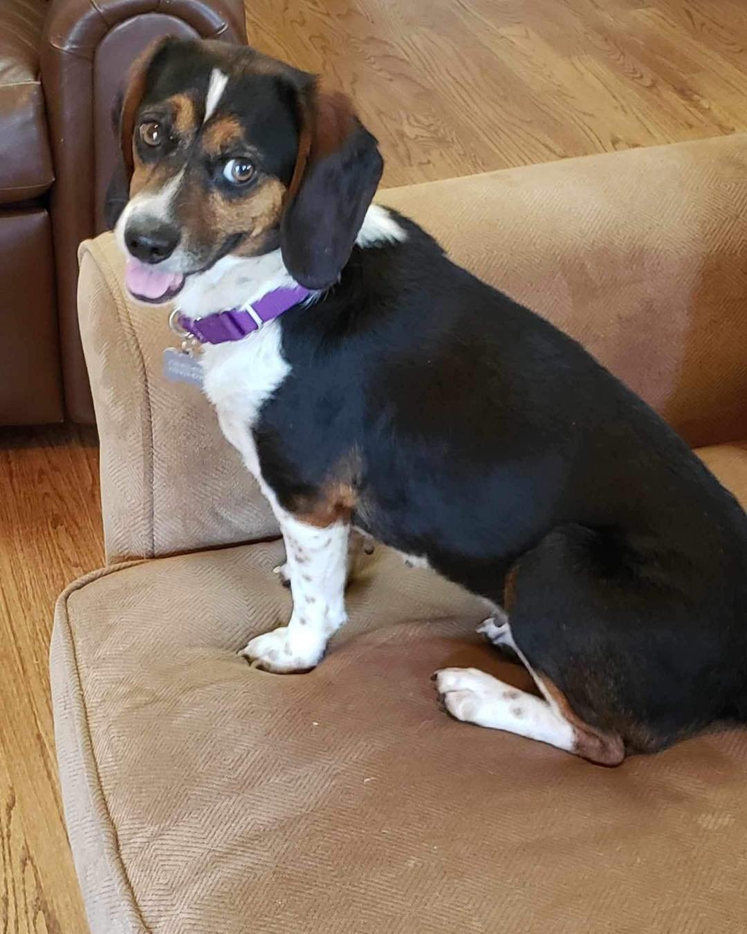 adoptable Dog in Atlanta, GA named Betsy