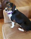 adoptable Dog in atlanta, LA named Betsy