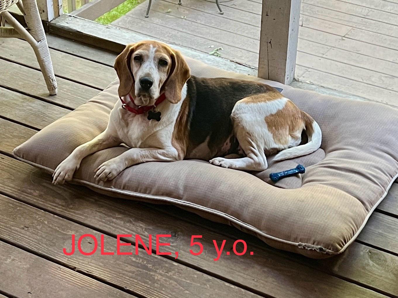 adoptable Dog in Atlanta, GA named Joline