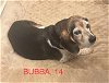 adoptable Dog in  named Bubba