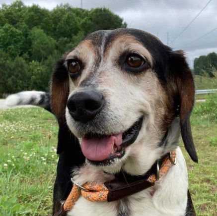 adoptable Dog in Carrollton, GA named Ziggy Pop