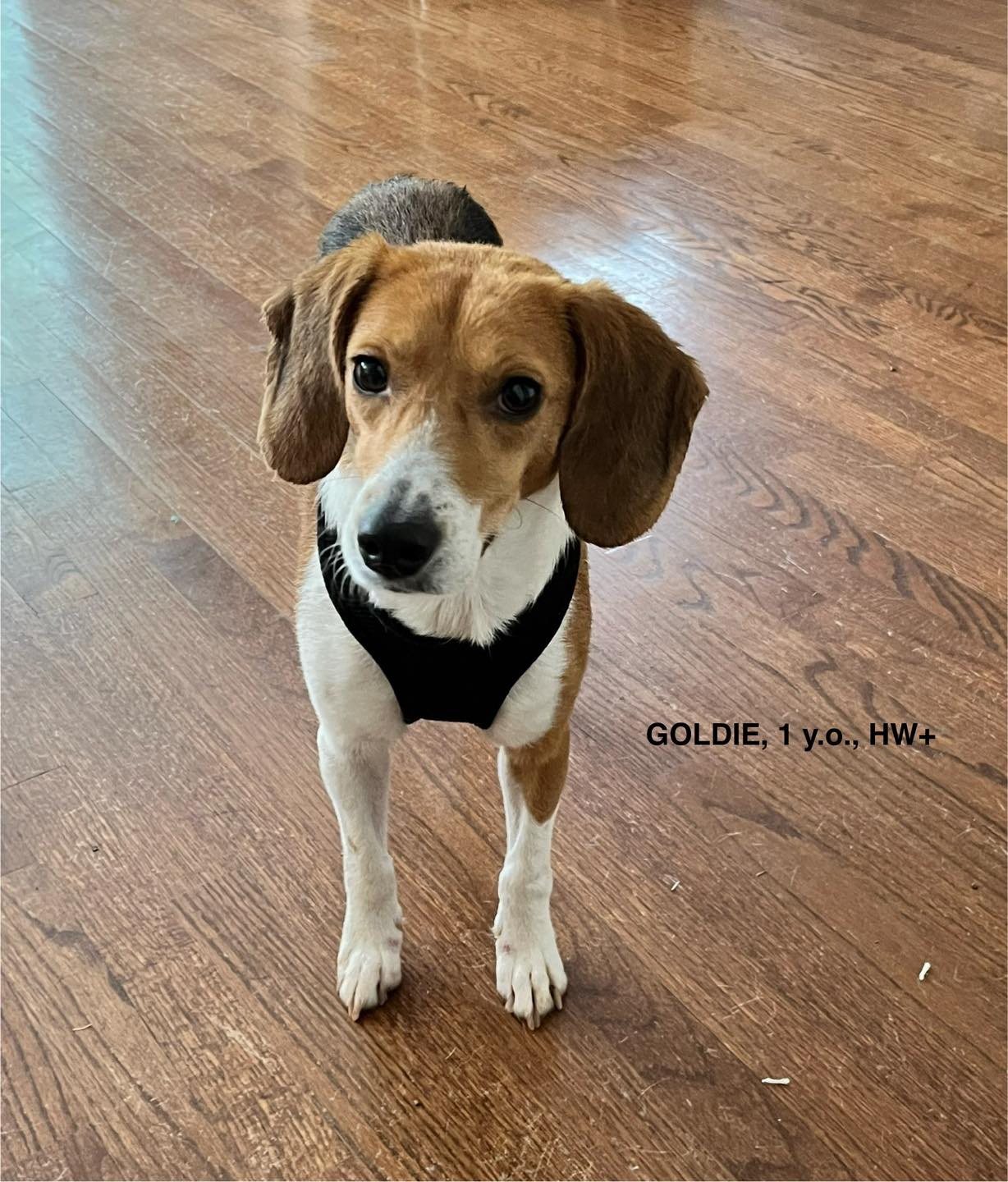 adoptable Dog in Jonesboro, GA named Goldie - medical hold