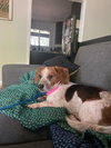 Juniper-Adopted - Photo 2