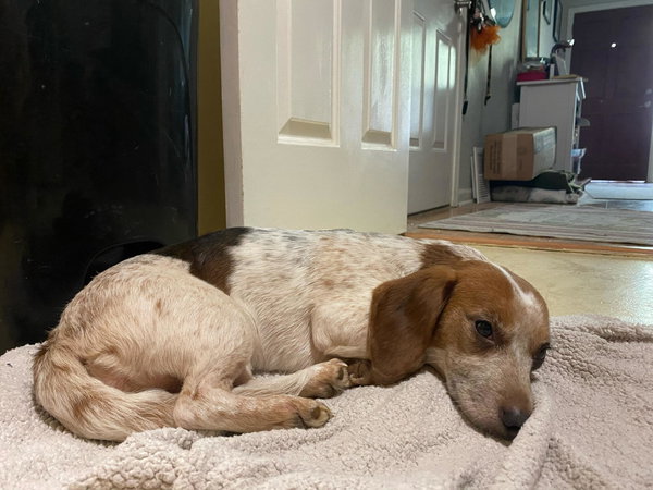Juniper-Adopted